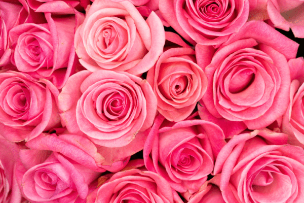 Psychology of Pink