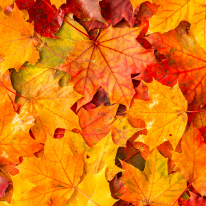 September Quotes
