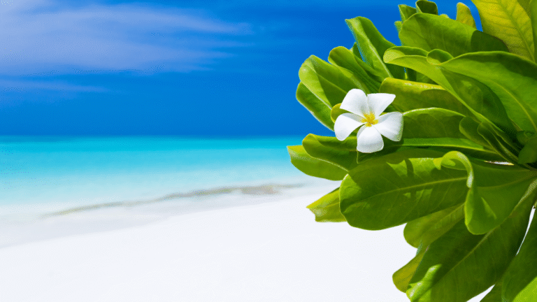 365 Good Morning Positive Quotes to inspire your days with happiness